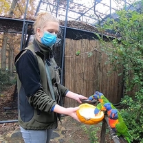 Halloween and Lorikeets